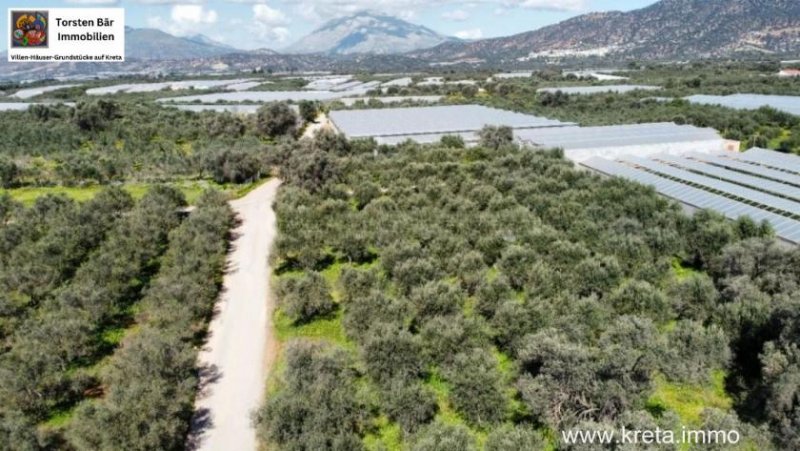 Timbaki Kreta, Timpaki Olivenhain mit ca. 100 Olivenbäumen zu verkaufen Grundstück kaufen